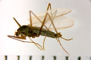  ( - NIESD0338)  @11 [ ] CreativeCommons - Attribution Non-Commercial Share-Alike (2015) Chironomid Group, NIES National Institute for Environmental Studies, Japan