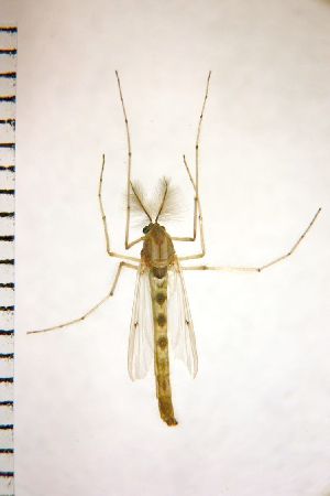  ( - NIESD0461)  @12 [ ] CreativeCommons - Attribution Non-Commercial Share-Alike (2015) Chironomid Group, NIES National Institute for Environmental Studies, Japan