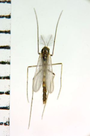  (Brillia japonica - NIESD0524)  @12 [ ] CreativeCommons - Attribution Non-Commercial Share-Alike (2015) Chironomid Group, NIES National Institute for Environmental Studies, Japan