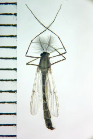  ( - NIESD0561)  @11 [ ] CreativeCommons - Attribution Non-Commercial Share-Alike (2015) Chironomid Group, NIES National Institute for Environmental Studies, Japan
