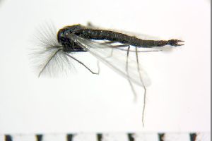  (Biwatendipes - NIESD0568)  @11 [ ] CreativeCommons - Attribution Non-Commercial Share-Alike (2015) Chironomid Group, NIES National Institute for Environmental Studies, Japan