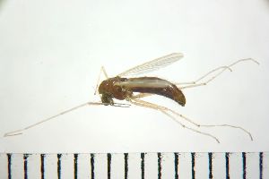  (Endochironomus tendens - NIESD0596)  @13 [ ] CreativeCommons - Attribution Non-Commercial Share-Alike (2015) Chironomid Group, NIES National Institute for Environmental Studies, Japan