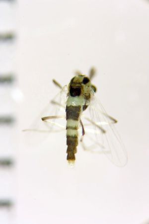  ( - NIESD0603)  @12 [ ] CreativeCommons - Attribution Non-Commercial Share-Alike (2015) Chironomid Group, NIES National Institute for Environmental Studies, Japan