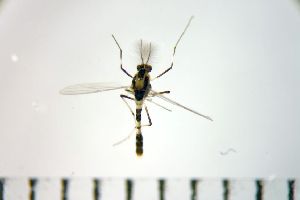  ( - NIESD0604)  @12 [ ] CreativeCommons - Attribution Non-Commercial Share-Alike (2015) Chironomid Group, NIES National Institute for Environmental Studies, Japan