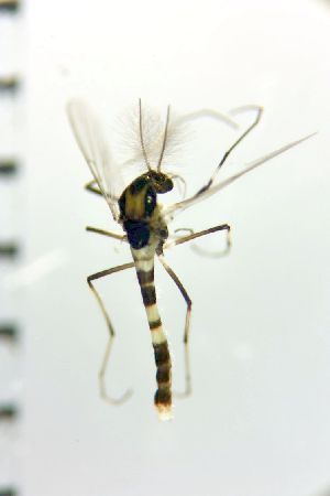  ( - NIESD0605)  @12 [ ] CreativeCommons - Attribution Non-Commercial Share-Alike (2015) Chironomid Group, NIES National Institute for Environmental Studies, Japan