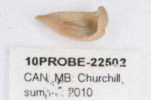  ( - 10PROBE-22502)  @13 [ ] CreativeCommons - Attribution (2010) CBG Photography Group Centre for Biodiversity Genomics