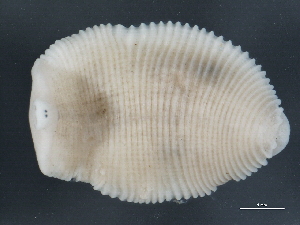  ( - 10PROBE-22552)  @13 [ ] CreativeCommons - Attribution (2010) CBG Photography Group Centre for Biodiversity Genomics