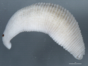  ( - 10PROBE-22565)  @14 [ ] CreativeCommons - Attribution (2010) CBG Photography Group Centre for Biodiversity Genomics