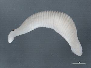  ( - 10PROBE-22566)  @12 [ ] CreativeCommons - Attribution (2010) CBG Photography Group Centre for Biodiversity Genomics