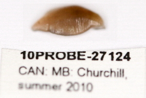  ( - 10PROBE-27124)  @12 [ ] CreativeCommons - Attribution (2010) CBG Photography Group Centre for Biodiversity Genomics