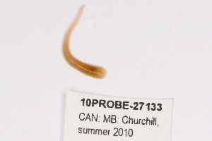  ( - 10PROBE-27133)  @12 [ ] CreativeCommons - Attribution (2010) CBG Photography Group Centre for Biodiversity Genomics