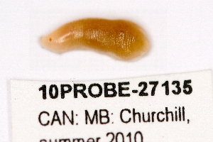  ( - 10PROBE-27135)  @12 [ ] CreativeCommons - Attribution (2010) CBG Photography Group Centre for Biodiversity Genomics