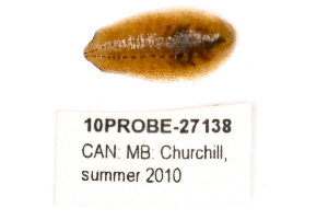  ( - 10PROBE-27138)  @13 [ ] CreativeCommons - Attribution (2010) CBG Photography Group Centre for Biodiversity Genomics