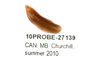  ( - 10PROBE-27139)  @12 [ ] CreativeCommons - Attribution (2010) CBG Photography Group Centre for Biodiversity Genomics