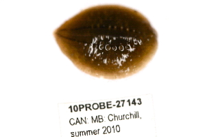  ( - 10PROBE-27143)  @13 [ ] CreativeCommons - Attribution (2010) CBG Photography Group Centre for Biodiversity Genomics