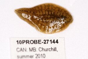  ( - 10PROBE-27144)  @13 [ ] CreativeCommons - Attribution (2010) CBG Photography Group Centre for Biodiversity Genomics