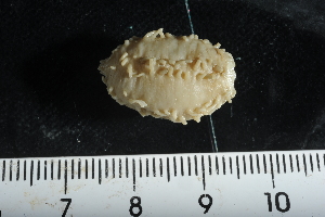  (Echinopsolus acutus - jr275_502.14)  @11 [ ] Copyright (2012) Melanie K. Mackenzie Museum Victoria