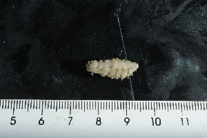  ( - jr275_502.18)  @11 [ ] Copyright (2012) Melanie K. Mackenzie Museum Victoria