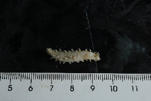  ( - jr275_502.17)  @11 [ ] Copyright (2012) Melanie K. Mackenzie Museum Victoria