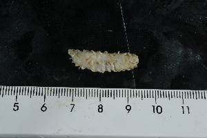  (Trachythyone - jr275_502.16)  @13 [ ] Copyright (2012) Melanie K. Mackenzie Museum Victoria