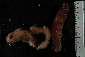  ( - jr275_1454.1a)  @11 [ ] Copyright (2012) Melanie Mackenzie Museum Victoria