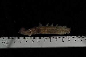  (Rhipidothuria - jr275_375.1)  @11 [ ] Copyright (2012) Melanie Mackenzie Museum Victoria