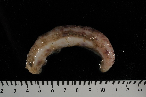  ( - jr275_170.1)  @11 [ ] Copyright (2012) Melanie Mackenzie Museum Victoria