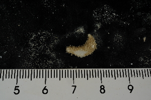  (Trachythyone bouvetensis - jr275_455)  @12 [ ] Copyright (2012) Melanie Mackenzie Museum Victoria