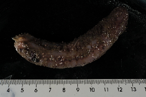  ( - jr275_228.1)  @11 [ ] Copyright (2012) Melanie K. Mackenzie Museum Victoria