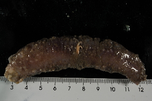  ( - jr275_169.1)  @13 [ ] Copyright (2012) Melanie K. Mackenzie Museum Victoria