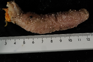  ( - jr275_230)  @11 [ ] Copyright (2012) Melanie K. Mackenzie Museum Victoria