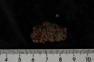  (Pseudostichopus peripatus - jr275_1125.1)  @11 [ ] Copyright (2012) Melanie K. Mackenzie Museum Victoria