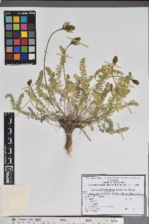  ( - Astr26)  @11 [ ] Copyright (2021) Dilafruz Jamalova Institute of Botany, Academy of Sciences of Uzbekistan