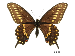  (Papilio joanae - BIOUG36855-A10)  @14 [ ] CreativeCommons - Attribution (2017) Jacopo D'Ercole Centre for Biodiversity Genomics