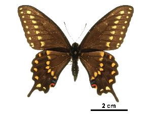  (Papilio joanae - BIOUG36855-B01)  @14 [ ] CreativeCommons - Attribution (2017) Jacopo D'Ercole Centre for Biodiversity Genomics