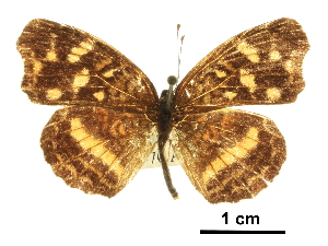  ( - BIOUG36855-E06)  @11 [ ] CreativeCommons - Attribution (2017) CBG Photography Group Centre for Biodiversity Genomics