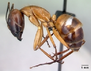  (Camponotus daraina - CASENT0053845-D01)  @13 [ ] CreativeCommons - Attribution Non-Commercial No Derivatives (2011) Brian Fisher California Academy of Sciences