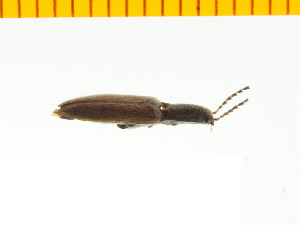  ( - Cobs1)  @12 [ ] Copyright (2013) Unspecified Specimen depository of the Graduate School of Natural Sciences, Nagoya City University
