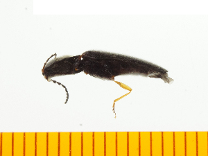  (Hemicrepidius sinuatus - Hsin2)  @12 [ ] Copyright (2013) Unspecified Specimen depository of the Graduate School of Natural Sciences, Nagoya City University