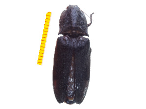  (Cryptalaus larvatus - Clarp5)  @13 [ ] Copyright (2013) Unspecified Specimen depository of the Graduate School of Natural Sciences, Nagoya City University