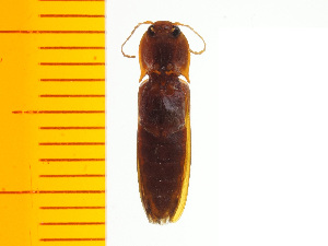  ( - Hnih1)  @12 [ ] Copyright (2013) Unspecified Specimen depository of the Graduate School of Natural Sciences, Nagoya City University
