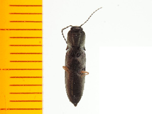  ( - Cgra3)  @12 [ ] Copyright (2013) Unspecified Specimen depository of the Graduate School of Natural Sciences, Nagoya City University