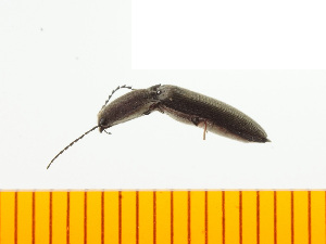  ( - Cgra3)  @13 [ ] Copyright (2013) Unspecified Specimen depository of the Graduate School of Natural Sciences, Nagoya City University