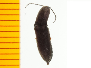  ( - Cgra4)  @12 [ ] Copyright (2013) Unspecified Specimen depository of the Graduate School of Natural Sciences, Nagoya City University