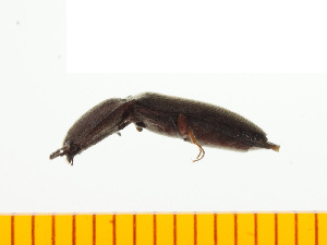  ( - Cgra4)  @12 [ ] Copyright (2013) Unspecified Specimen depository of the Graduate School of Natural Sciences, Nagoya City University