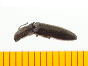  ( - Cgra1)  @12 [ ] Copyright (2013) Unspecified Specimen depository of the Graduate School of Natural Sciences, Nagoya City University