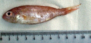  ( - NeRa16O)  @11 [ ] Unspecified (default): All Rights Reserved  Unspecified Unspecified