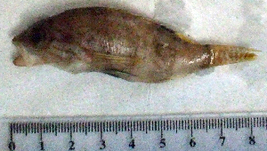  ( - SeHe31Q)  @12 [ ] Unspecified (default): All Rights Reserved  Unspecified Unspecified