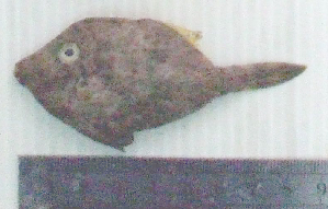  ( - StDi23F)  @12 [ ] Unspecified (default): All Rights Reserved  Unspecified Unspecified
