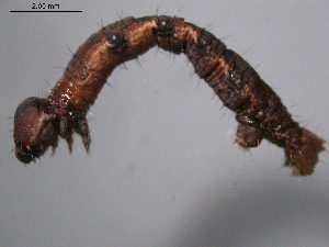  ( - 10PROBE-18732)  @12 [ ] CreativeCommons - Attribution (2010) CBG Photography Group Centre for Biodiversity Genomics